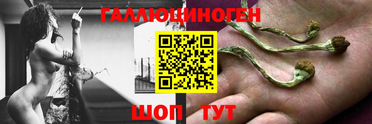 как найти закладки  Вход с VPN  Камышин  Галлюциногенные грибы Cubensis  Псилоцибиновые грибы GOLDEN TEACHER 